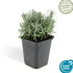 LA GREEN TOUCH - Lavande 'hidcote' x60 – entre 3,75 et 5m2