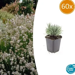 LA GREEN TOUCH - Lavande vraie blanche 'edelweiss' x60 – entre 3,75 et 5m2