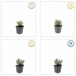 LA GREEN TOUCH - Lavande vraie blanche 'edelweiss' x60 – entre 3,75 et 5m2