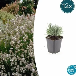 LA GREEN TOUCH - Lavande vraie blanche 'edelweiss' x40 – entre 2,5 et 3,33m2