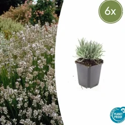 LA GREEN TOUCH - Lavande vraie blanche 'edelweiss' x6 – entre 0,38 et 0,5m2