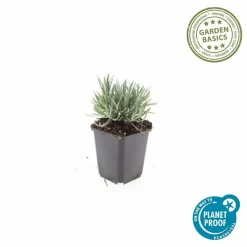 LA GREEN TOUCH - Lavande vraie blanche 'edelweiss' x6 – entre 0,38 et 0,5m2