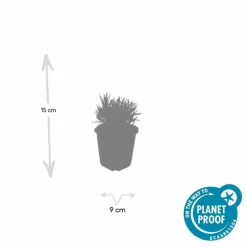 LA GREEN TOUCH - Lavande vraie blanche 'edelweiss' x6 – entre 0,38 et 0,5m2