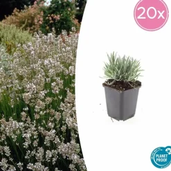 LA GREEN TOUCH - Lavande vraie blanche 'edelweiss' x6 – entre 0,38 et 0,5m2