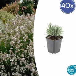 LA GREEN TOUCH - Lavande vraie blanche 'edelweiss' x6 – entre 0,38 et 0,5m2
