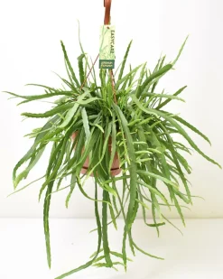 LA GREEN TOUCH - Lepismium bolivianum 55cm - plante d'intérieur