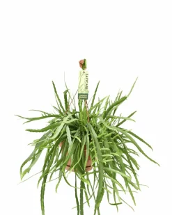 LA GREEN TOUCH - Lepismium bolivianum 55cm - plante d'intérieur