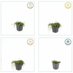 LA GREEN TOUCH - Leptinella squalida x60 – entre 3,75 et 5m2