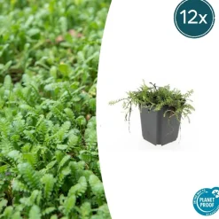 LA GREEN TOUCH - Leptinella squalida x12 – entre 0,75 et 1m2