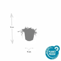 LA GREEN TOUCH - Leptinella squalida x12 – entre 0,75 et 1m2
