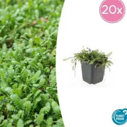 LA GREEN TOUCH - Leptinella squalida x12 – entre 0,75 et 1m2