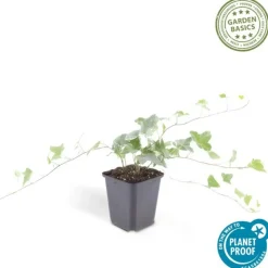 LA GREEN TOUCH - Lierre commun 'glacier' x60 – entre 3,75 et 5m2