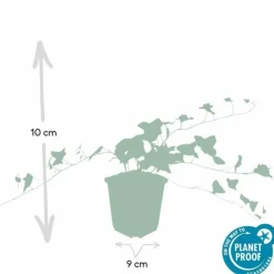 LA GREEN TOUCH - Lierre commun 'glacier' x60 – entre 3,75 et 5m2