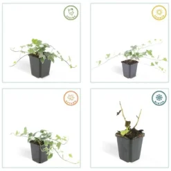 LA GREEN TOUCH - Lierre commun 'glacier' x60 – entre 3,75 et 5m2