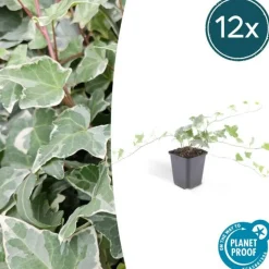 LA GREEN TOUCH - Lierre commun 'glacier' x40 – entre 2,5 et 3,33m2