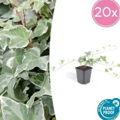 LA GREEN TOUCH - Lierre commun 'glacier' x40 – entre 2,5 et 3,33m2