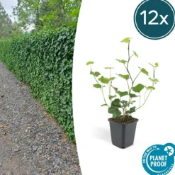 LA GREEN TOUCH - Lierre d'irlande x6 – entre 0,38 et 0,5m2