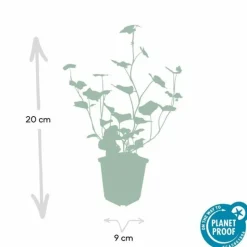LA GREEN TOUCH - Lierre d'irlande x12 – entre 0,75 et 1m2