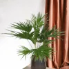 LA GREEN TOUCH - Livistona chinensis 150cm - plante d'intérieur