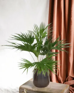 LA GREEN TOUCH - Livistona chinensis 150cm - plante d'intérieur
