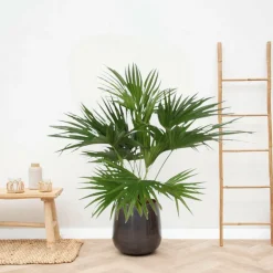 LA GREEN TOUCH - Livistona chinensis 150cm - plante d'intérieur