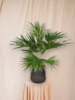 LA GREEN TOUCH - Livistona chinensis 150cm - plante d'intérieur