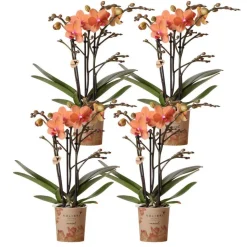 LA GREEN TOUCH - Lot de 4 orchidées bolzano orange - phalaenopsis cm - plante d'intérieur