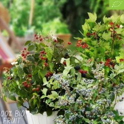 LA GREEN TOUCH - Lot de 4 plantes fruitières