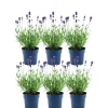 LA GREEN TOUCH - Lot de 6 pots de lavande anouk® - d12cm - plante d'extérieur