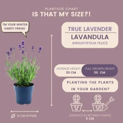 LA GREEN TOUCH - Lot de 6 pots de lavande anouk® - d12cm - plante d'extérieur