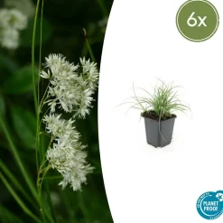 LA GREEN TOUCH - Luzule blanche x6 – entre 0,38 et 0,5m2