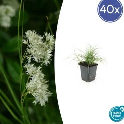 LA GREEN TOUCH - Luzule blanche x6 – entre 0,38 et 0,5m2