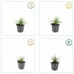 LA GREEN TOUCH - Luzule blanche x20 – entre 1,25 et 1,67m2