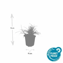 LA GREEN TOUCH - Luzule blanche x60 – entre 3,75 et 5m2