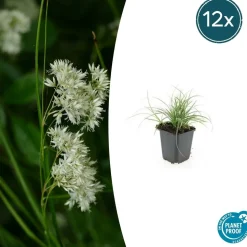LA GREEN TOUCH - Luzule blanche x12 – entre 0,75 et 1m2