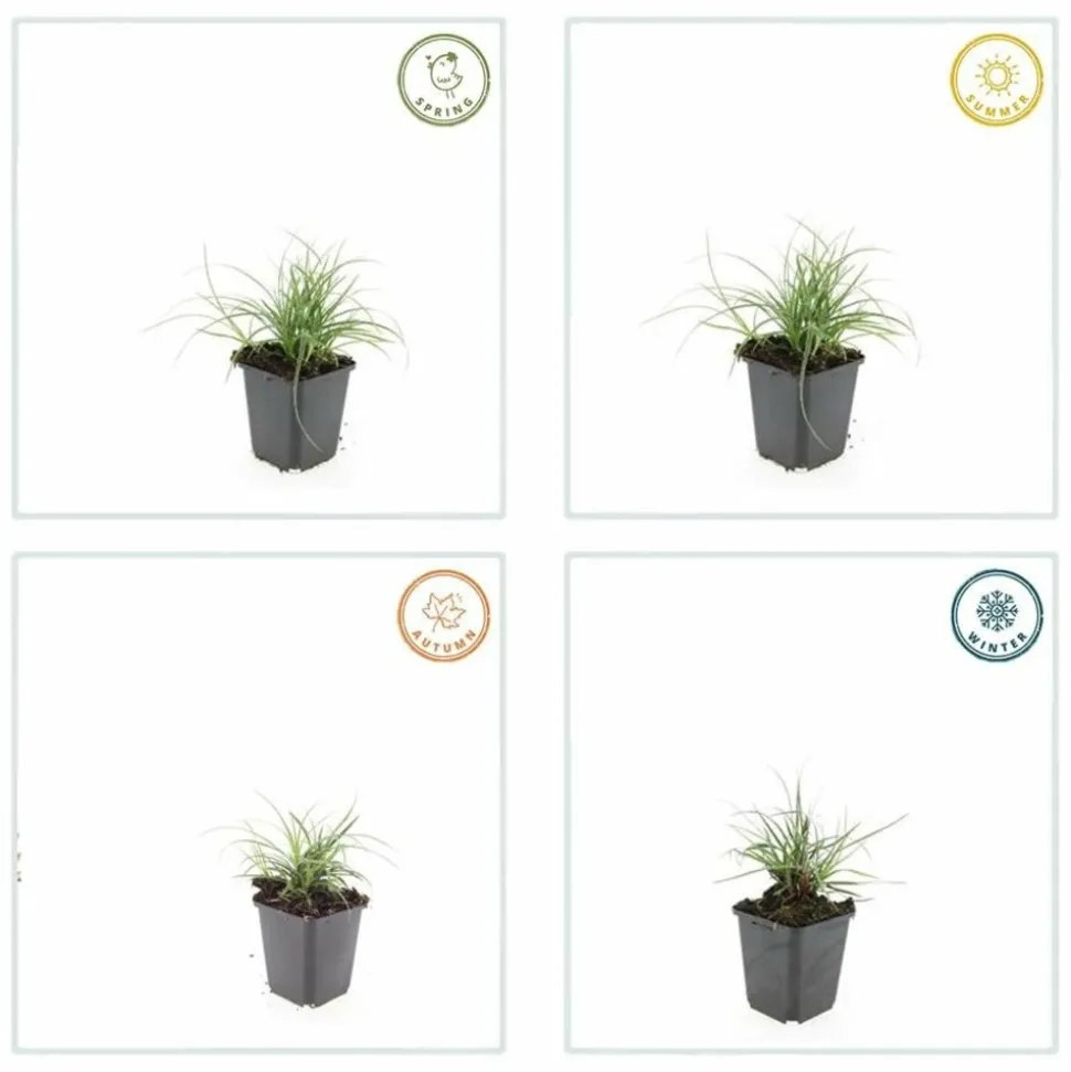 LA GREEN TOUCH - Luzule blanche x12 – entre 0,75 et 1m2
