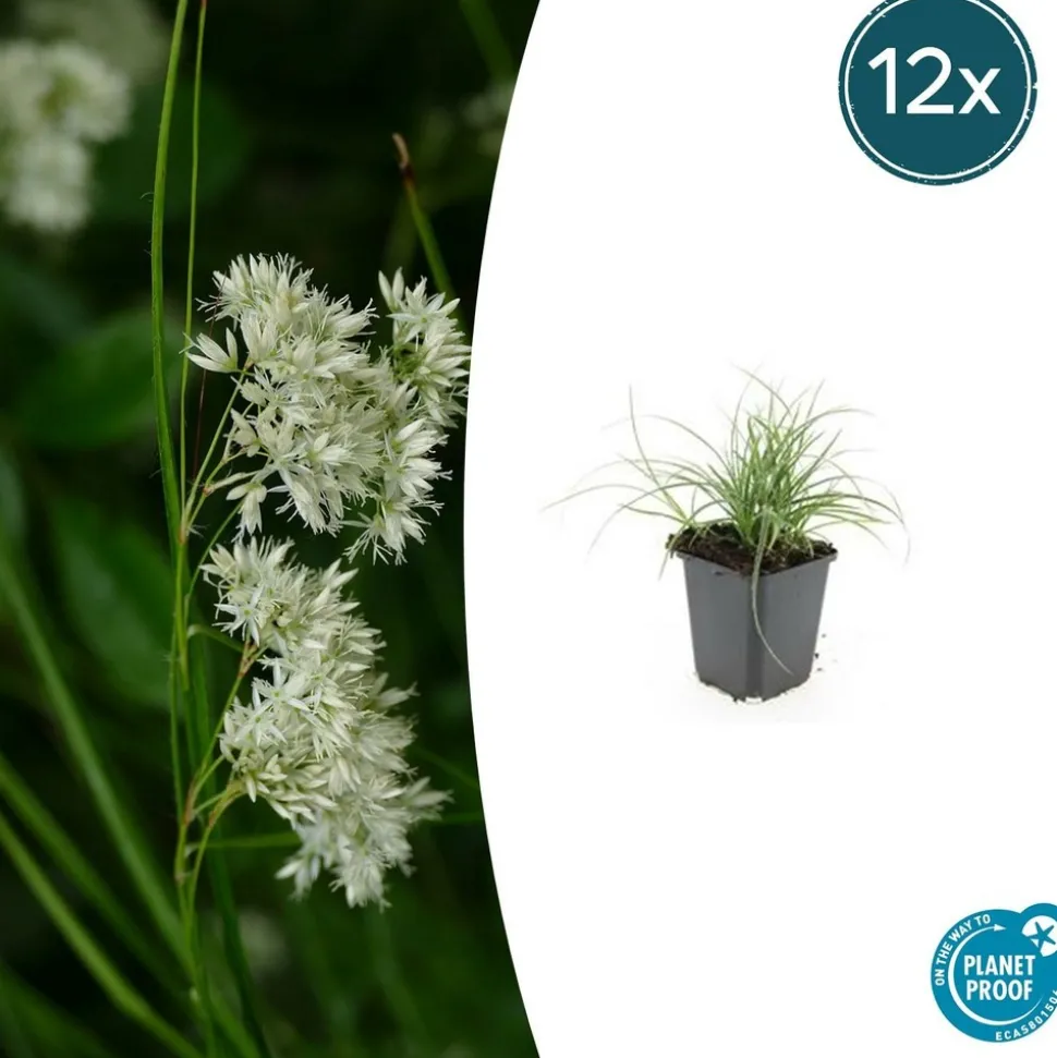 LA GREEN TOUCH - Luzule blanche x12 – entre 0,75 et 1m2