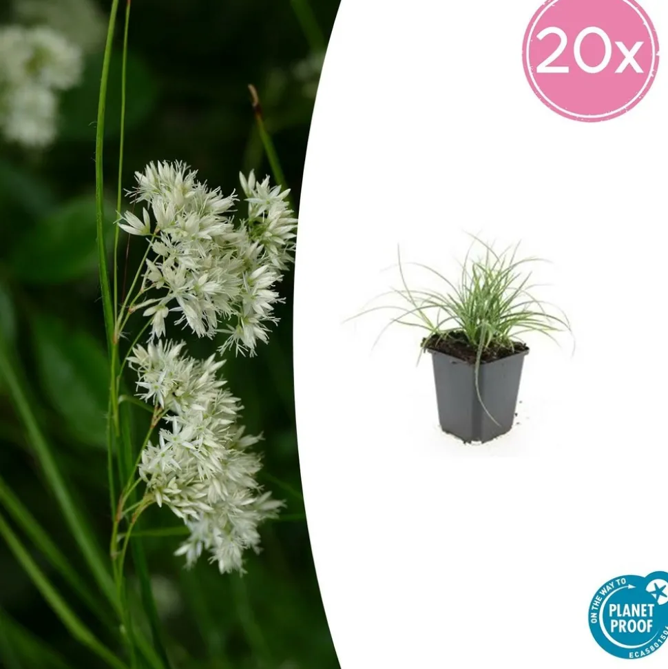 LA GREEN TOUCH - Luzule blanche x12 – entre 0,75 et 1m2