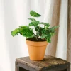 LA GREEN TOUCH - Maranta variegata 30cm - plante d'intérieur