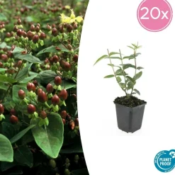 LA GREEN TOUCH - Millepertuis inodore x20 – entre 1,25 et 1,67m2