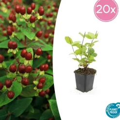 LA GREEN TOUCH - Millepertuis inodore 'beauty' x20 – entre 1,25 et 1,67m2
