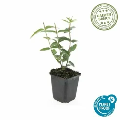 LA GREEN TOUCH - Millepertuis 'rheingold' x12 – entre 0,75 et 1m2
