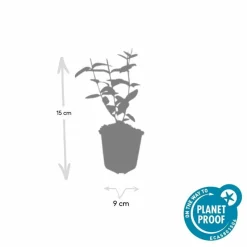 LA GREEN TOUCH - Millepertuis 'rheingold' x12 – entre 0,75 et 1m2