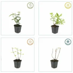 LA GREEN TOUCH - Millepertuis 'rheingold' x12 – entre 0,75 et 1m2