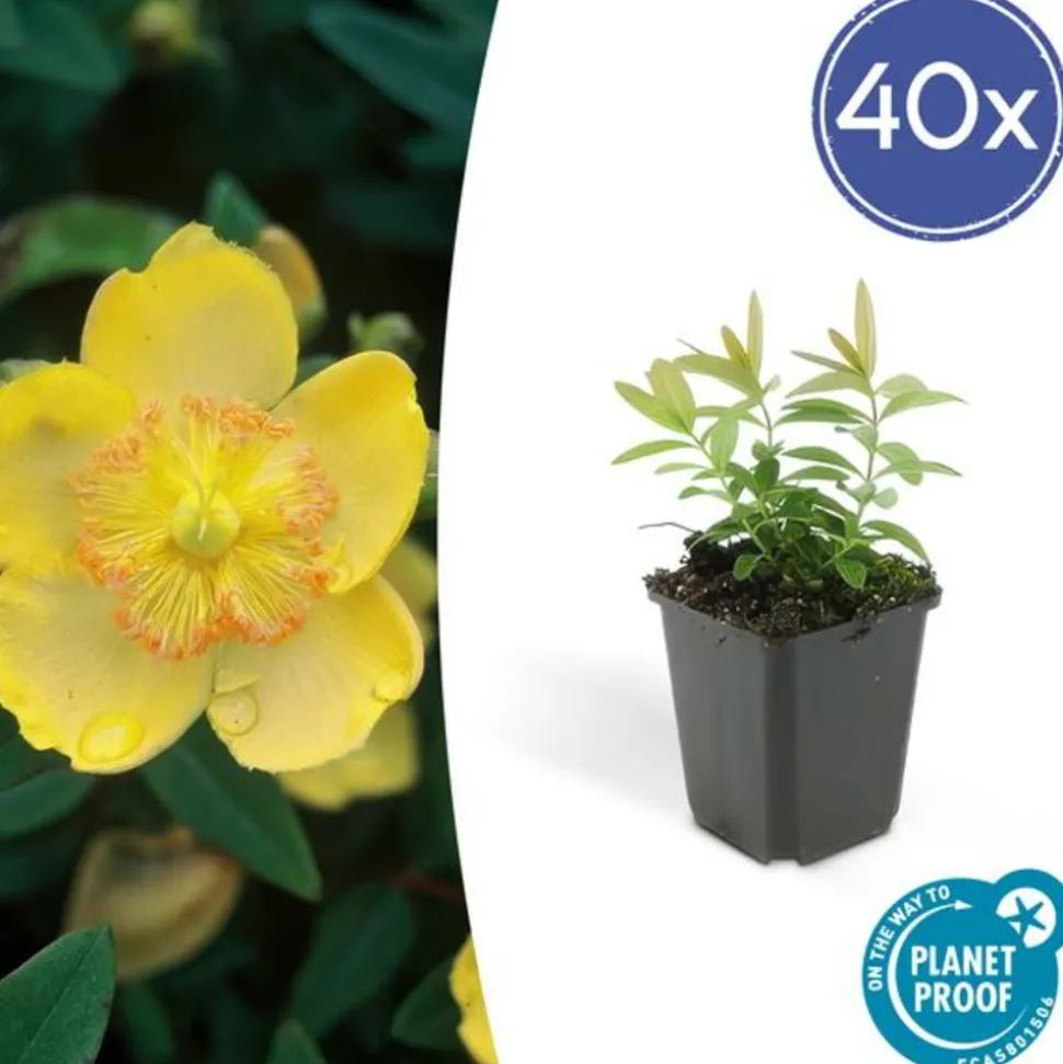 LA GREEN TOUCH - Millepertuis à grandes fleurs x40 – entre 2,5 et 3,33m2