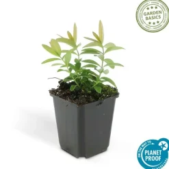 LA GREEN TOUCH - Millepertuis à grandes fleurs x40 – entre 2,5 et 3,33m2