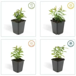 LA GREEN TOUCH - Millepertuis à grandes fleurs x40 – entre 2,5 et 3,33m2