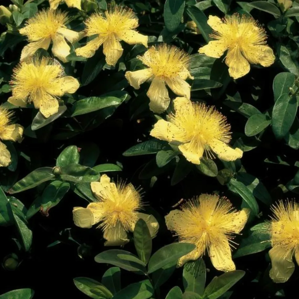 LA GREEN TOUCH - Millepertuis à grandes fleurs x40 – entre 2,5 et 3,33m2