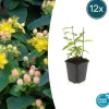 LA GREEN TOUCH - Millepertuis inodore 'annebel' x12 – entre 0,75 et 1m2