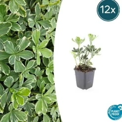 LA GREEN TOUCH - Millepertuis inodore 'annebel' x12 – entre 0,75 et 1m2